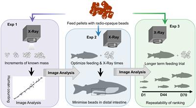 Digital phenotyping of individual feed intake in Atlantic salmon (Salmo salar) with the X-ray method and image analysis